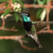 Magnificent Hummingbird